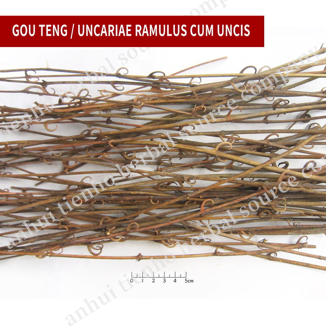 Uncaria