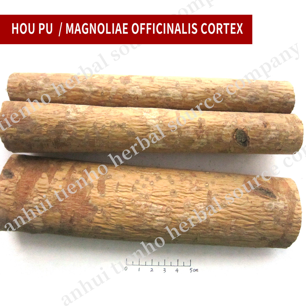 Mangnolia Officinalis