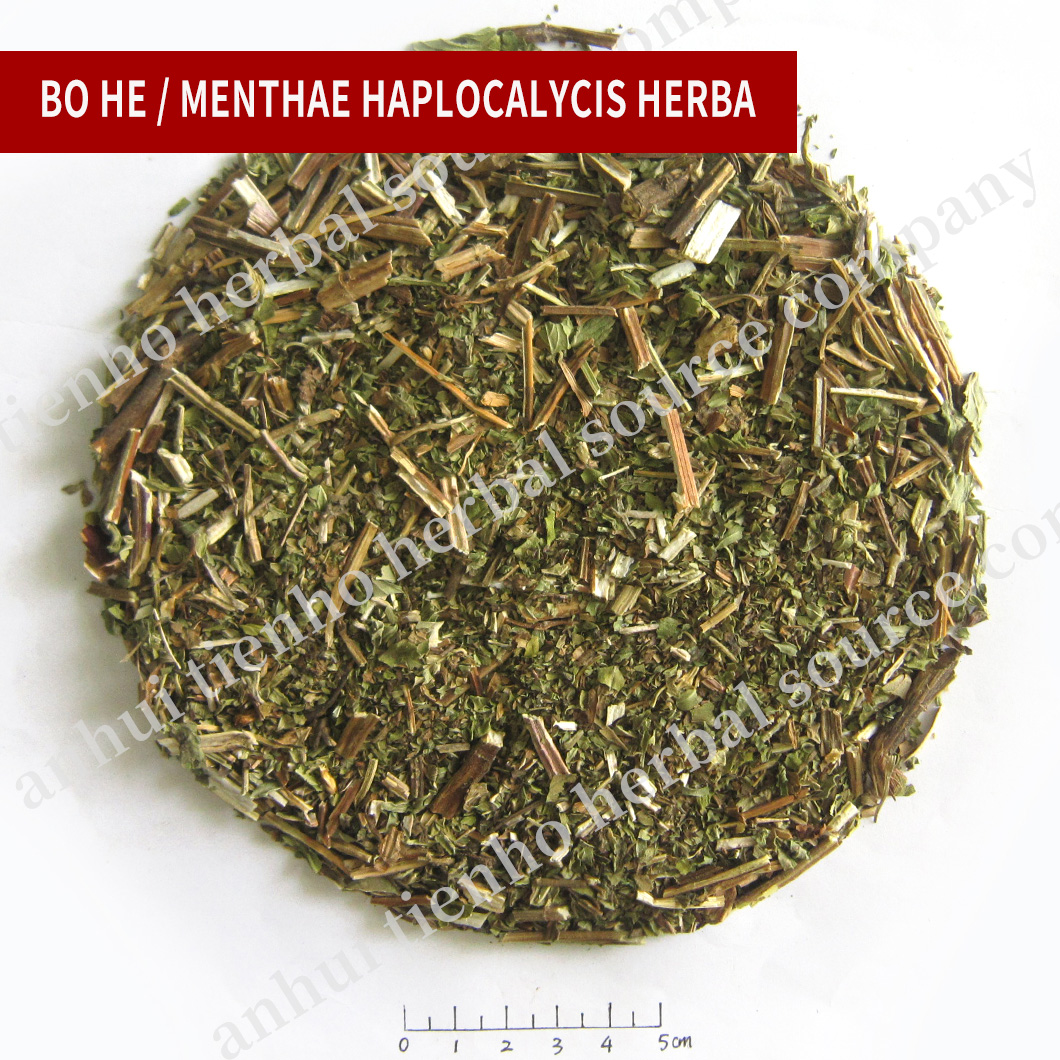 Mentha / Mint