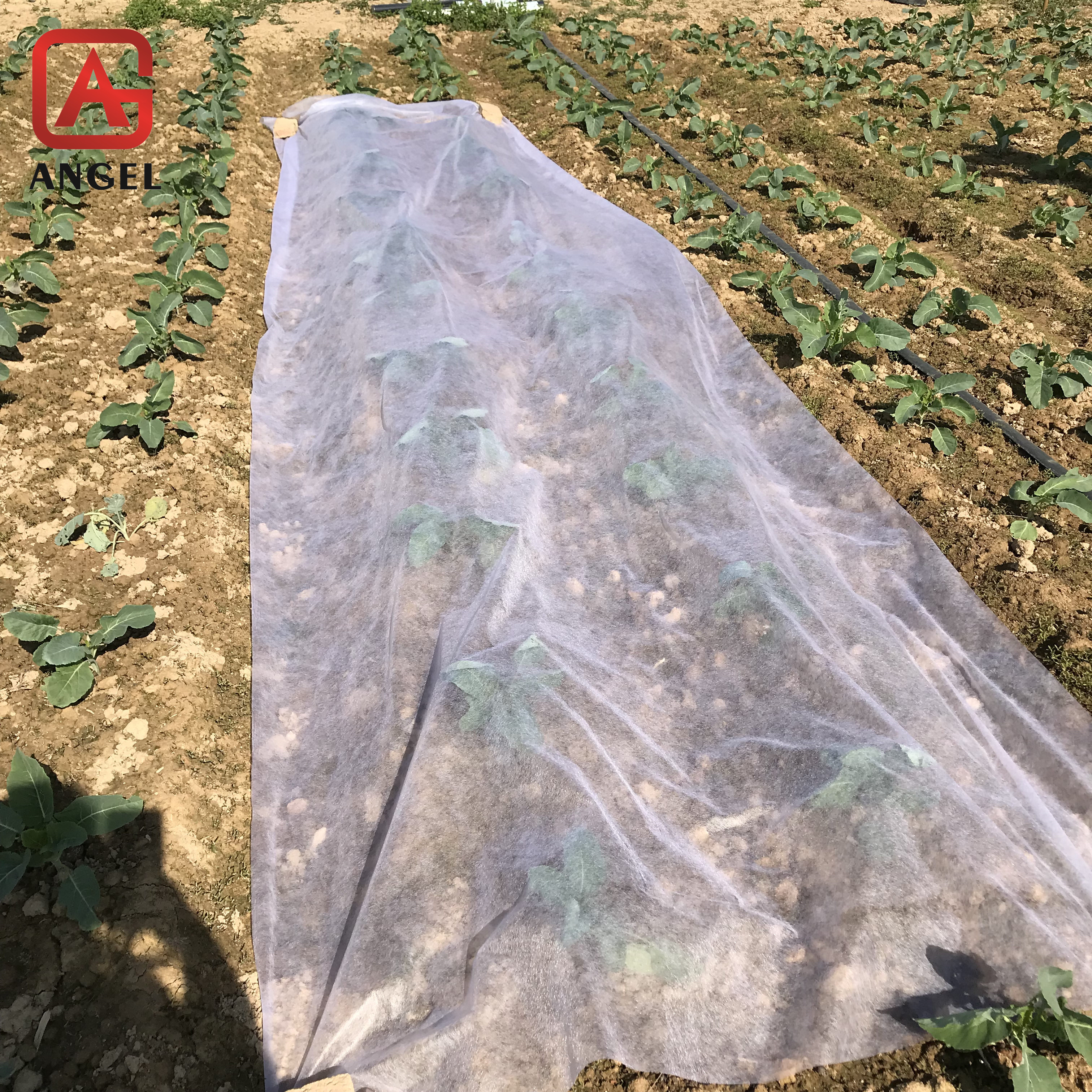 Angel Agricultural covering cloth to protect crops non-woven protective covers against UV rays