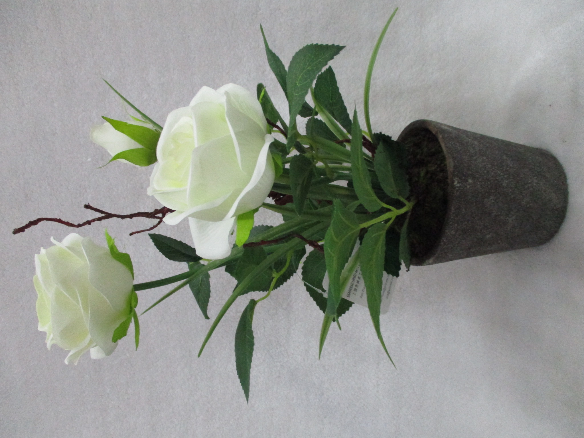 Potted rose