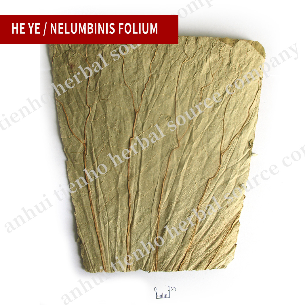Nelumbinis Folium