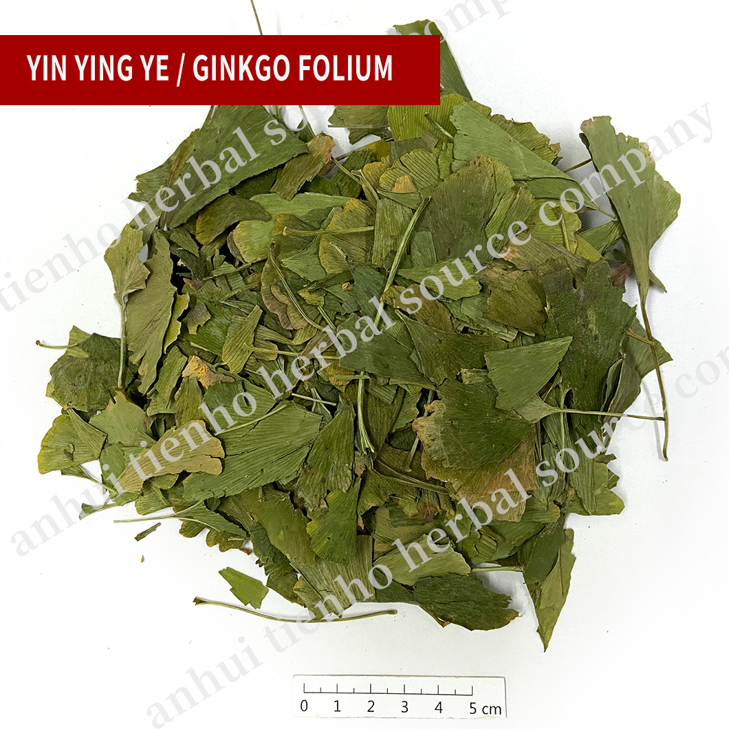 Ginkgo Folium