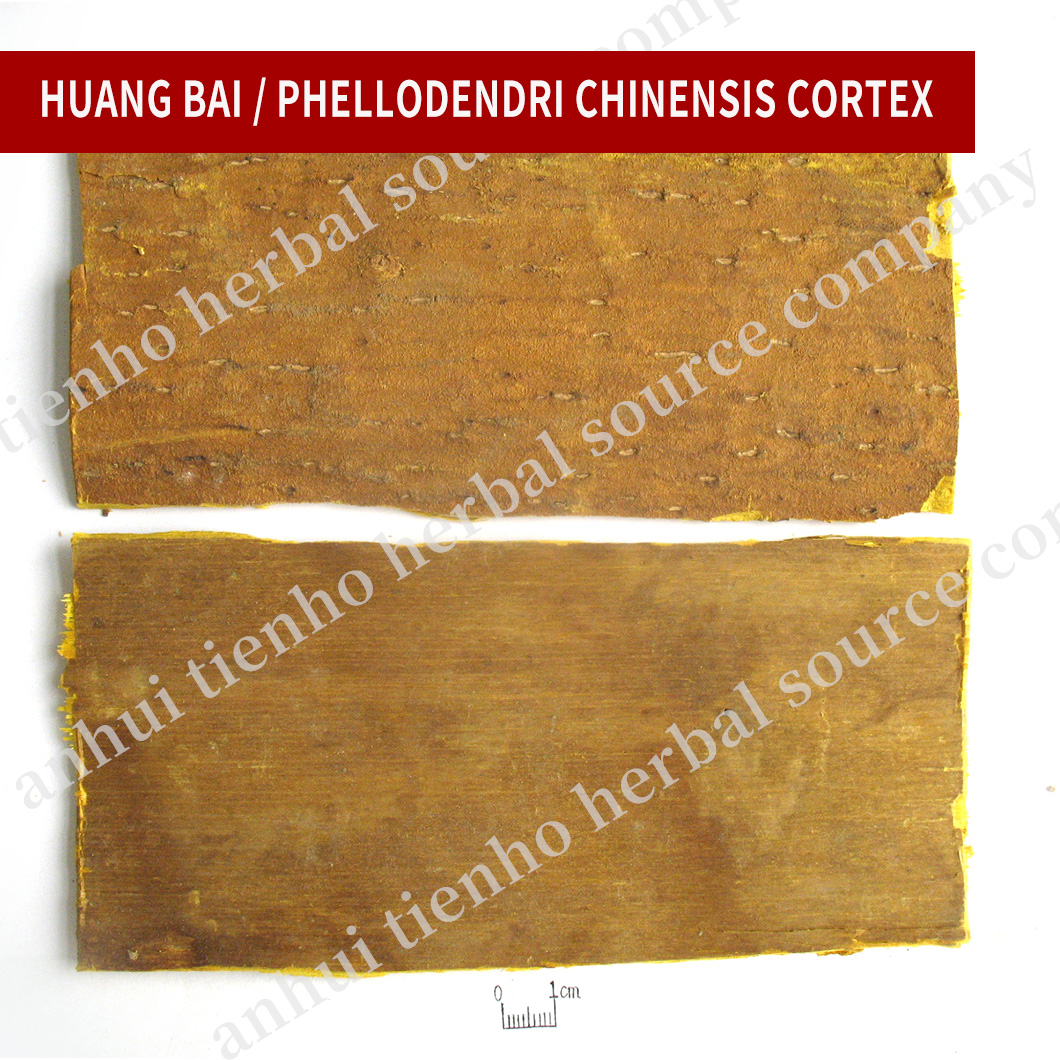 Phellodendri Chinensis Cortex