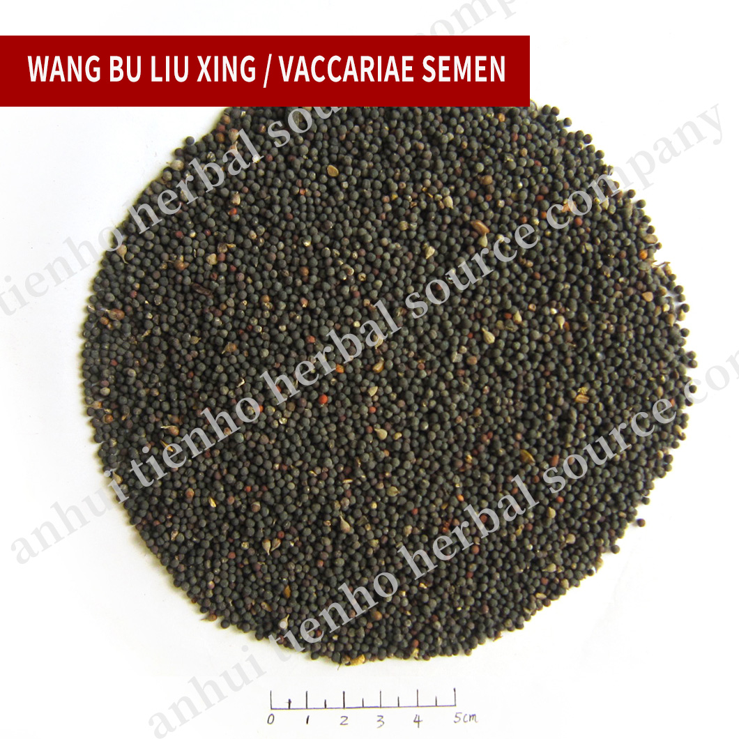 Vaccariae Semen