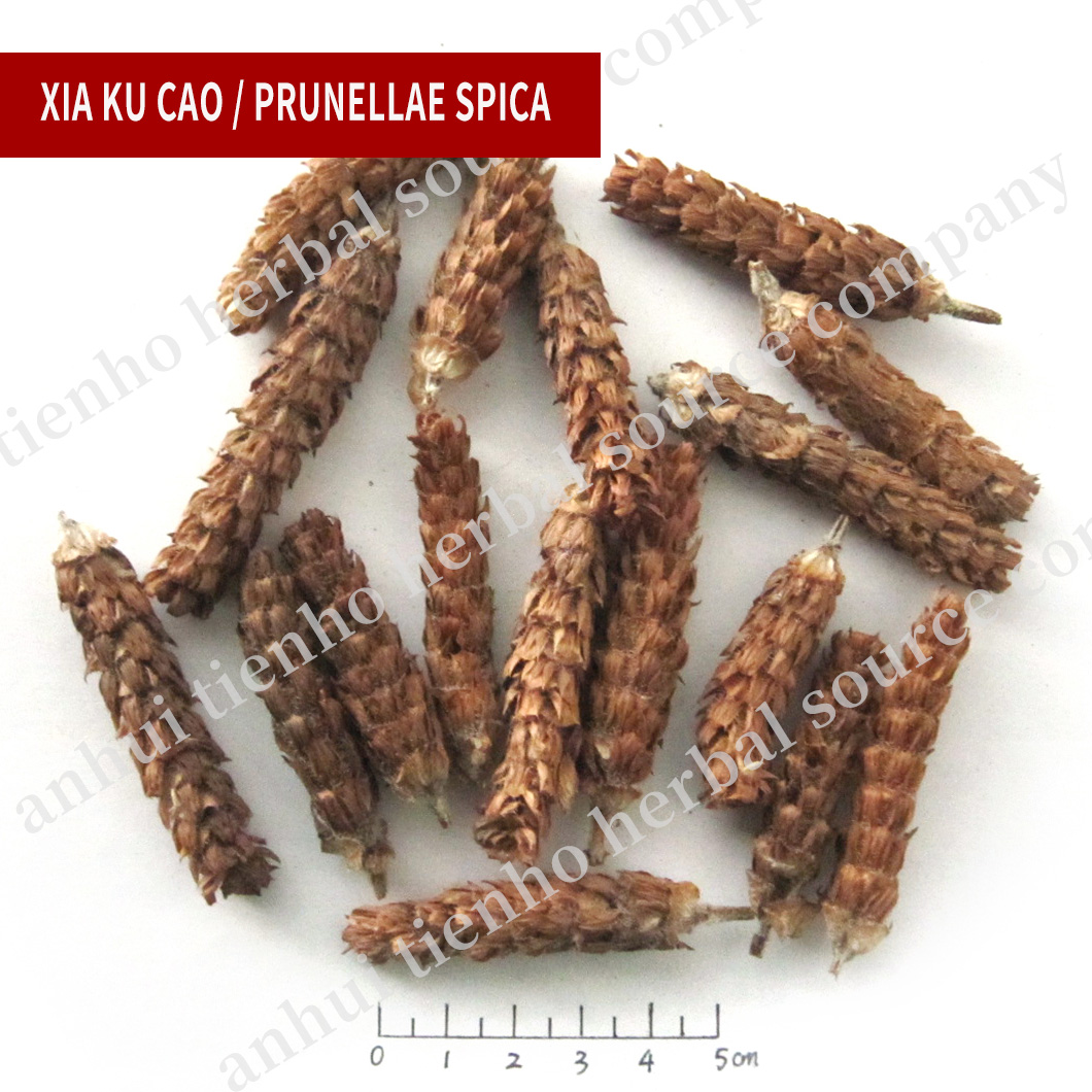 Prunellae Spica