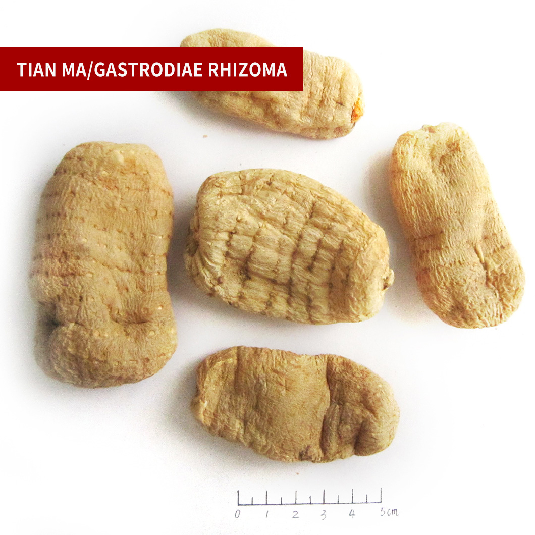 Gastrodiae Rhizoma