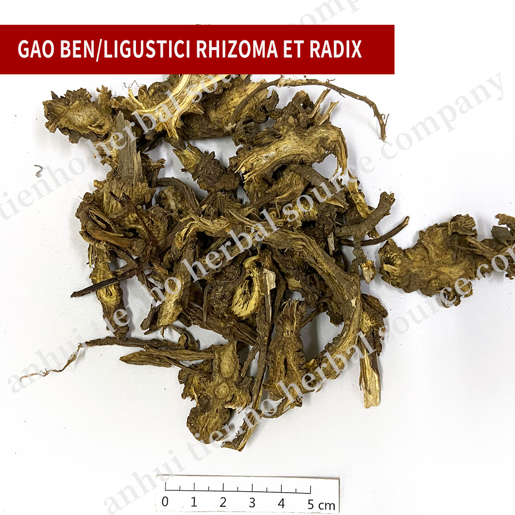 Ligustici Rhizoma Et Radix