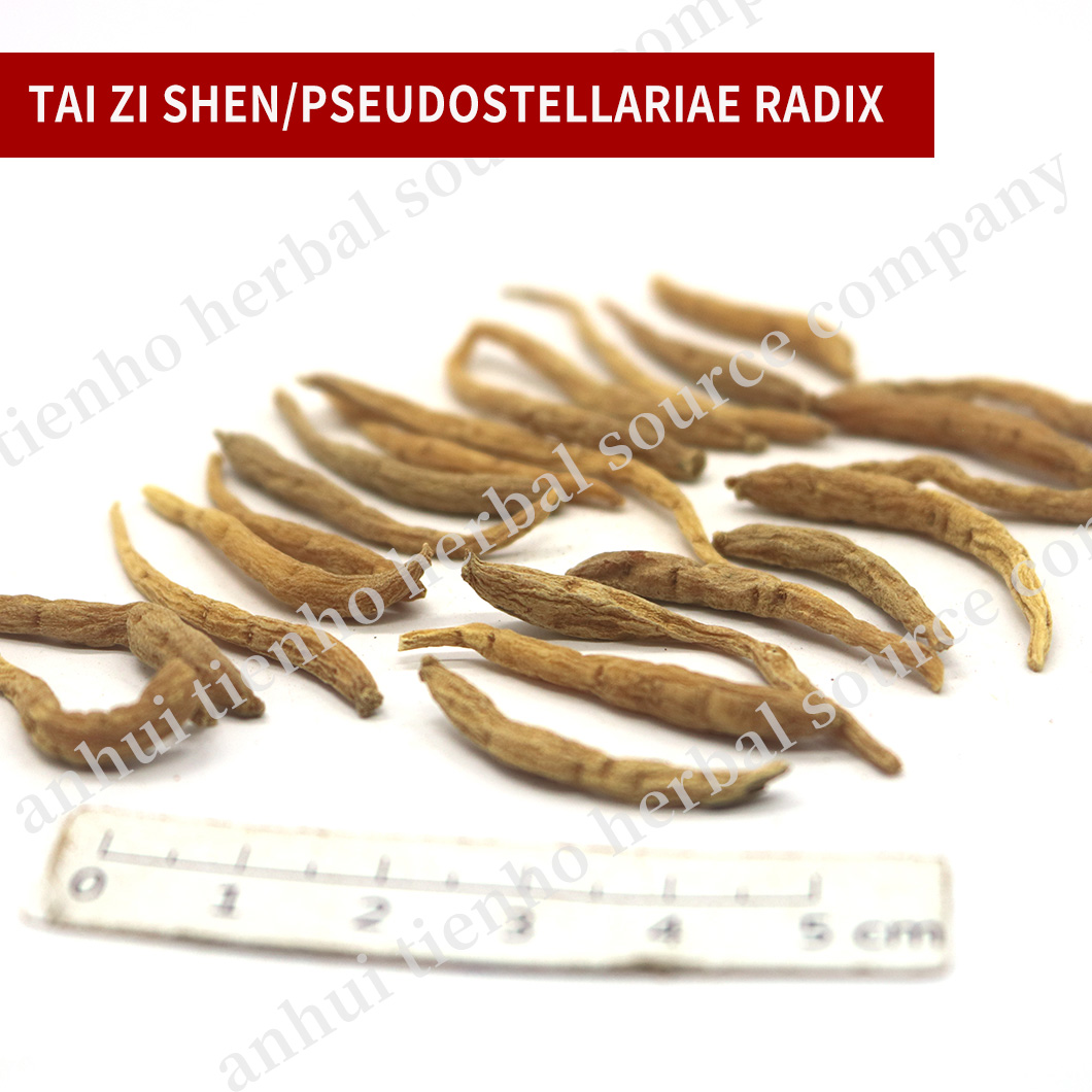 Pseudostellariae Radix