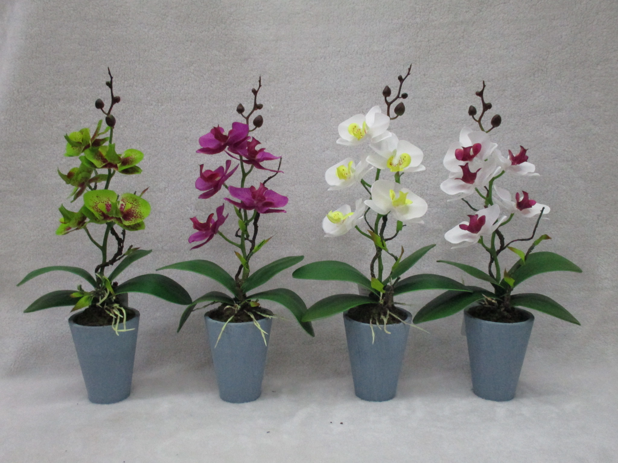 Potted Moth Orchid
