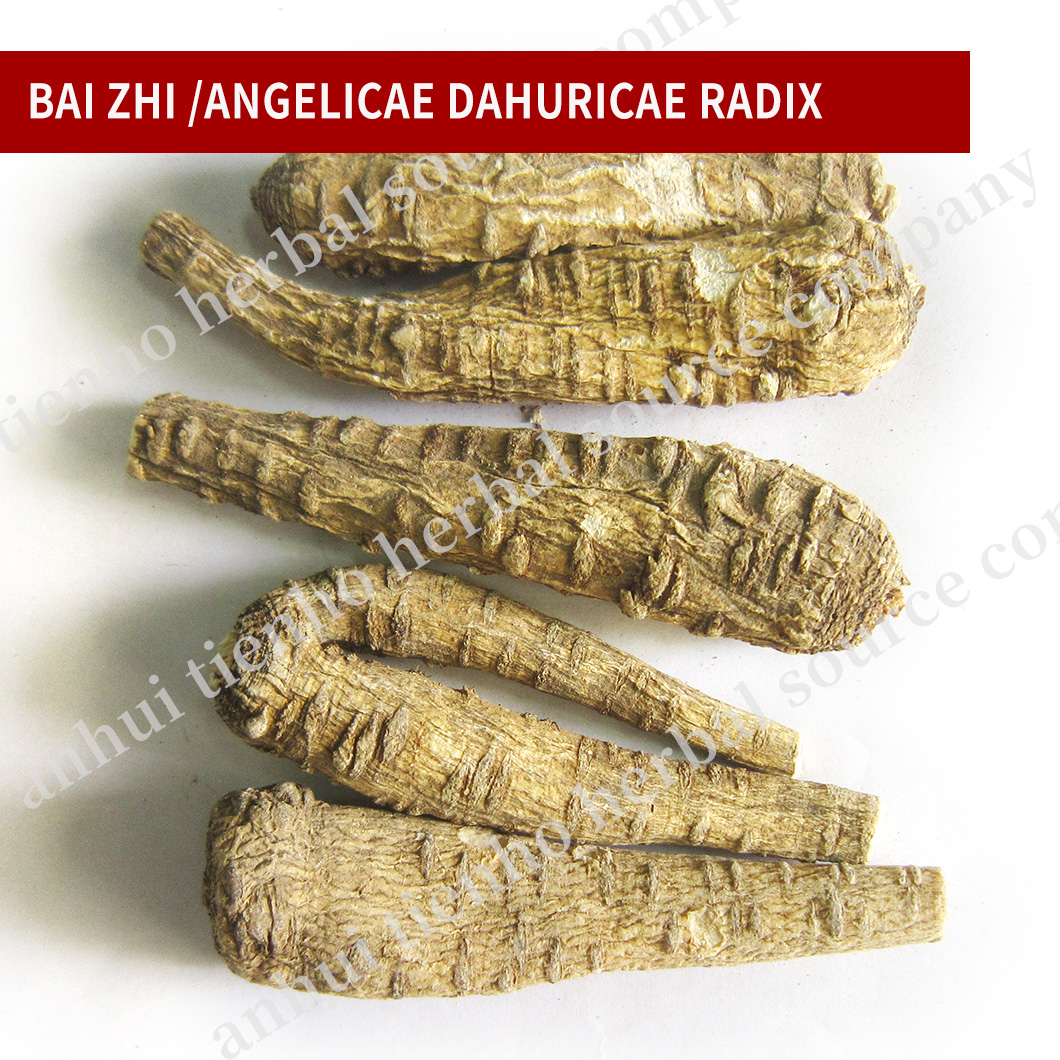 Angelicae Dahuricae Radix