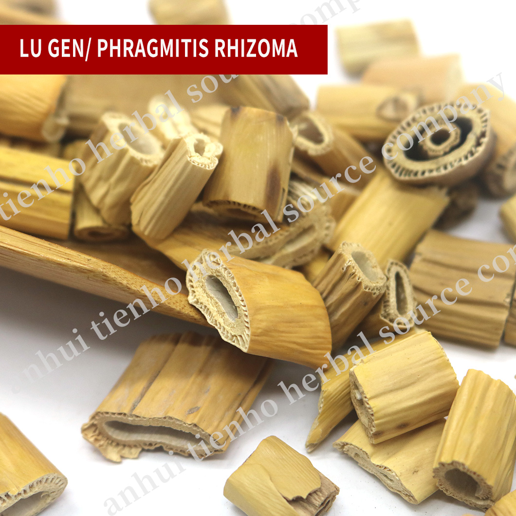 Phragmitis Rhizoma