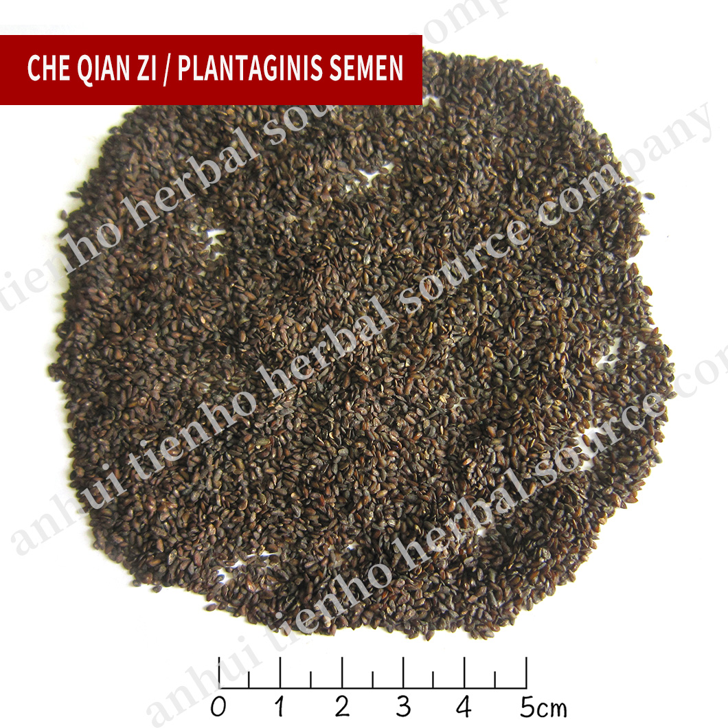 Plantaginis Semen