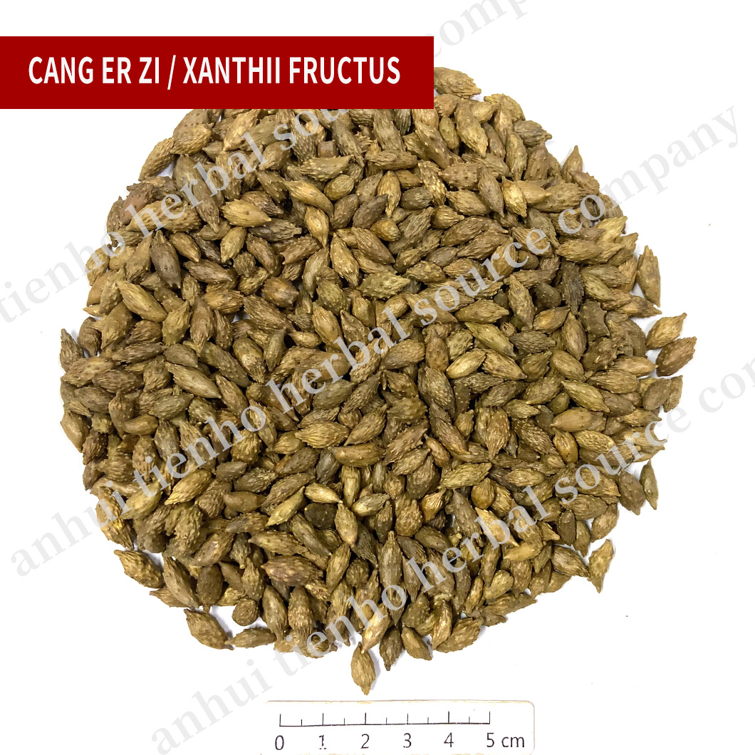 Xanthii Fructus