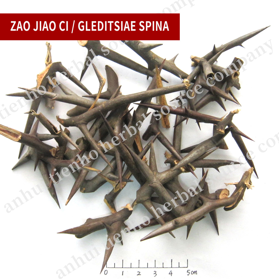 Gleditsiae Spina