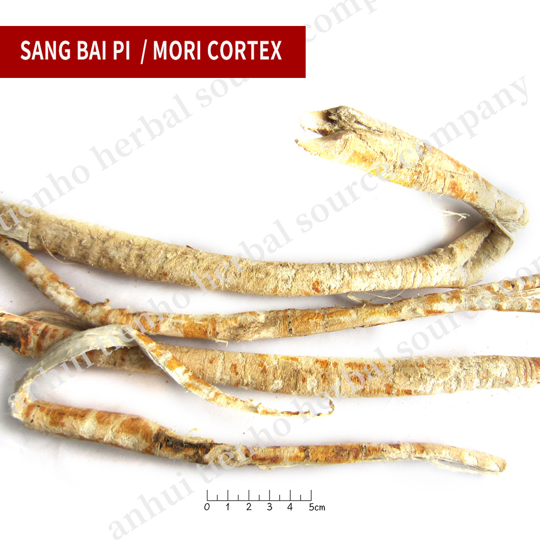 Mori Cortex