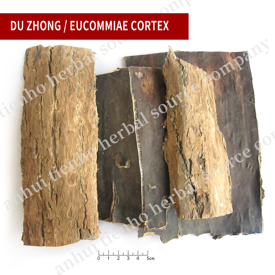 Eucommiae Cortex