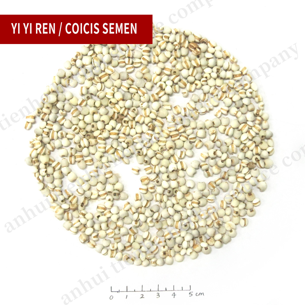 Coicis Semen