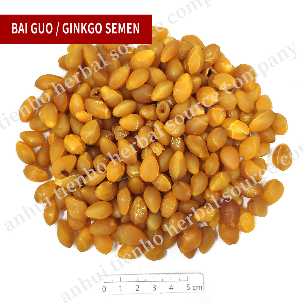 Ginkgo Semen