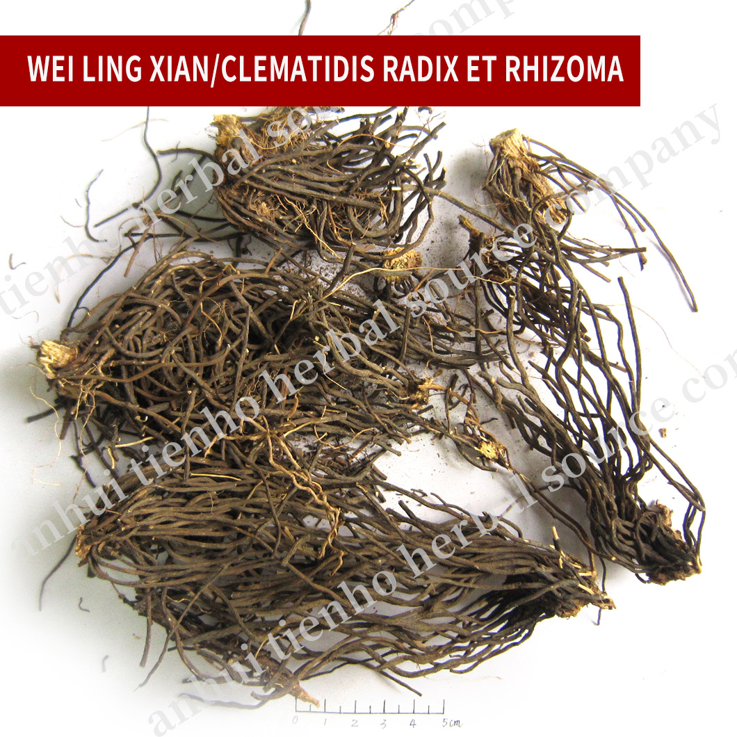 Clematidis Radix Et Rhizoma