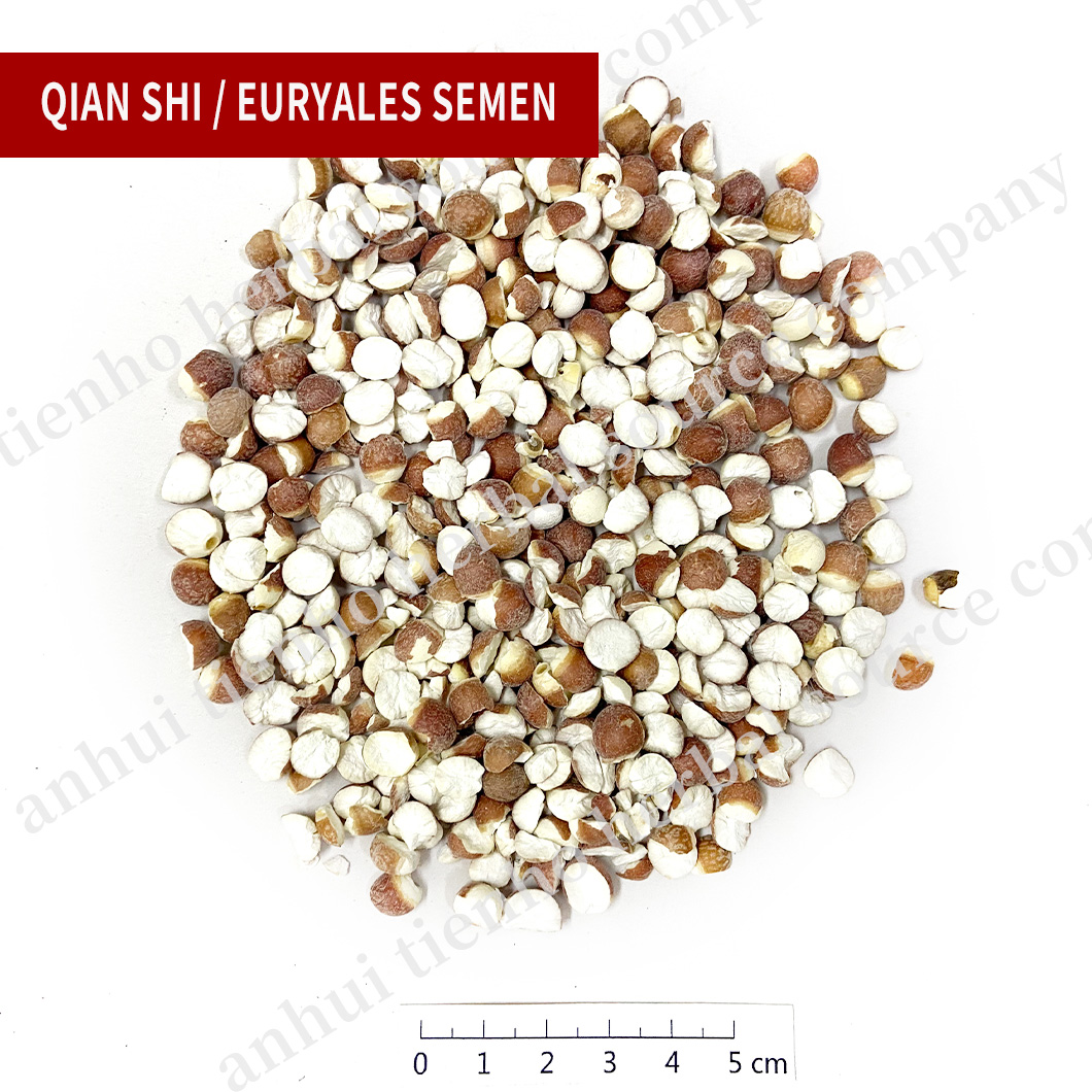 Euryales Semen
