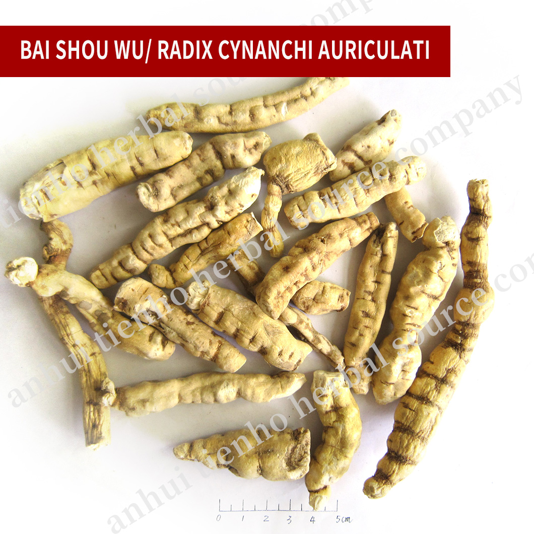 Radix Cynanchi Auriculati