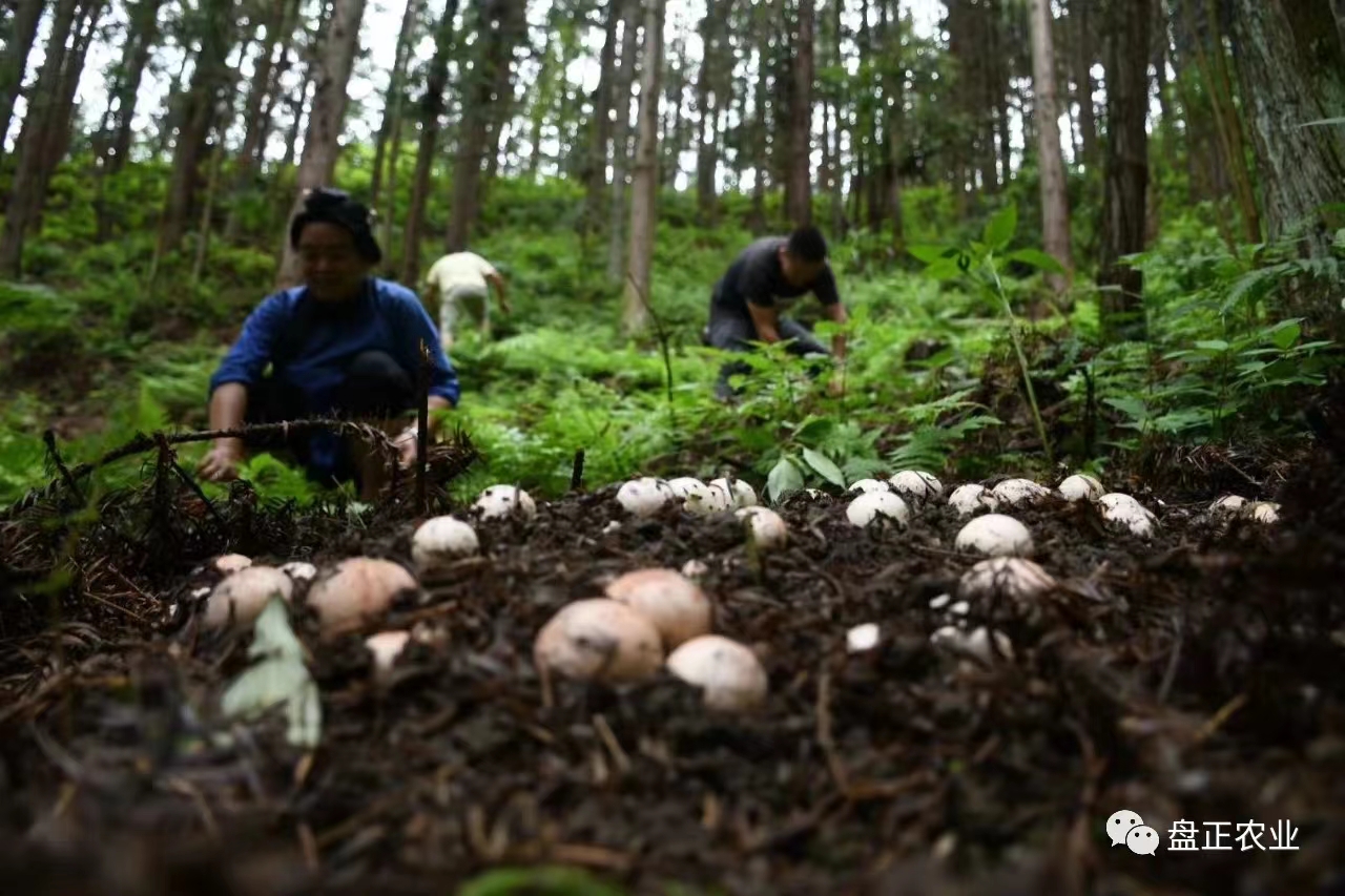 Guizhou Panzheng Agriculture Co., Ltd. – Edible fungi 1