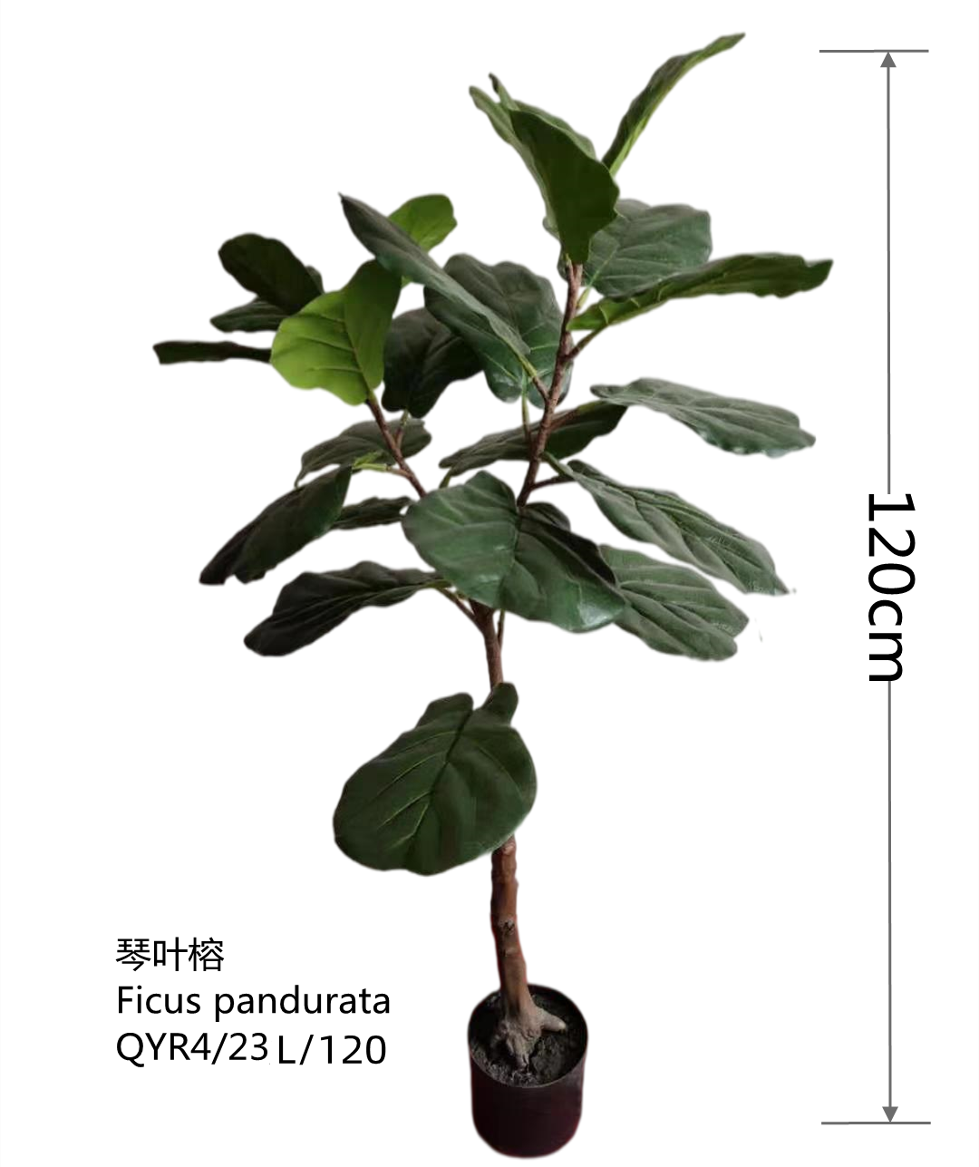piano ficus tree