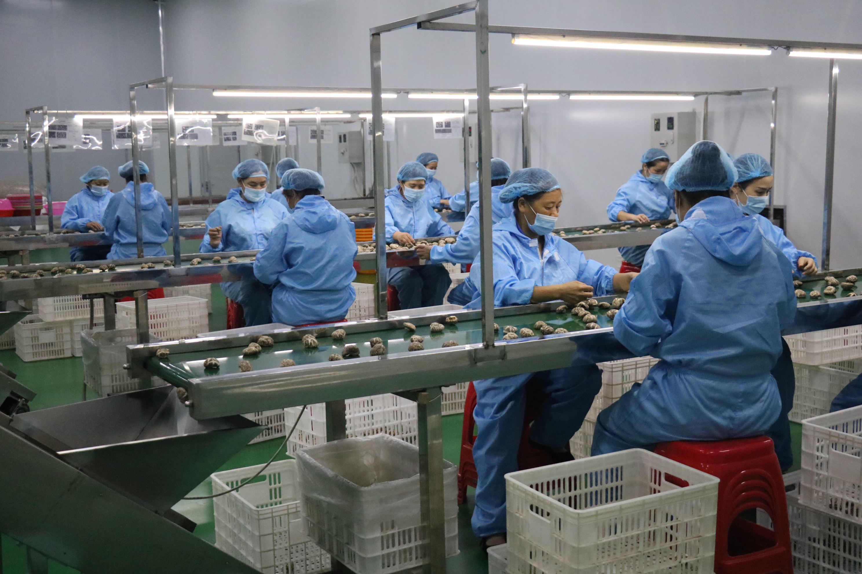 Hubei Aimogu Food Technology Co., Ltd. – aceite de oliva 3