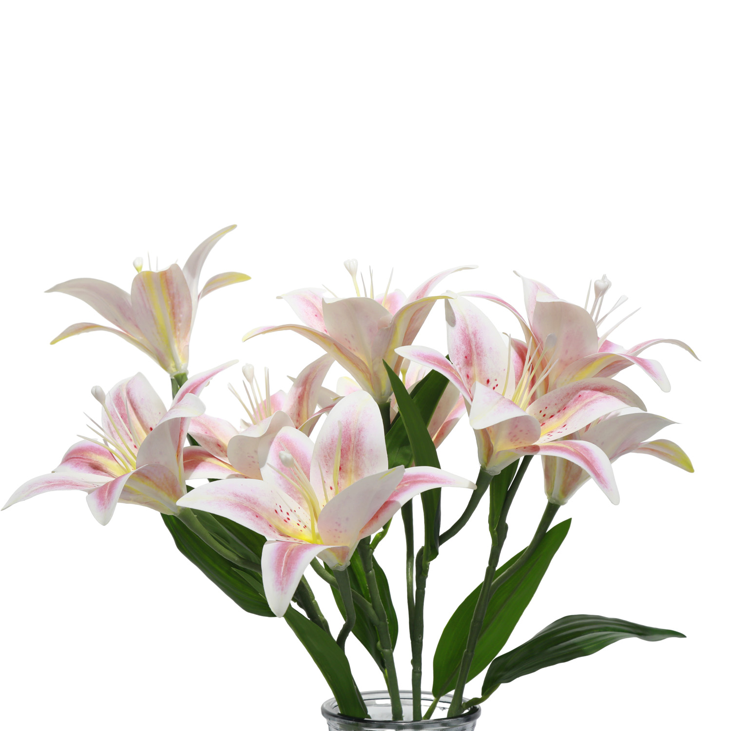 Greenish lily flower