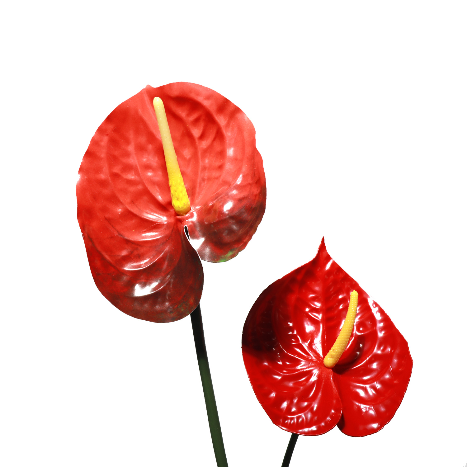 Anthurium
