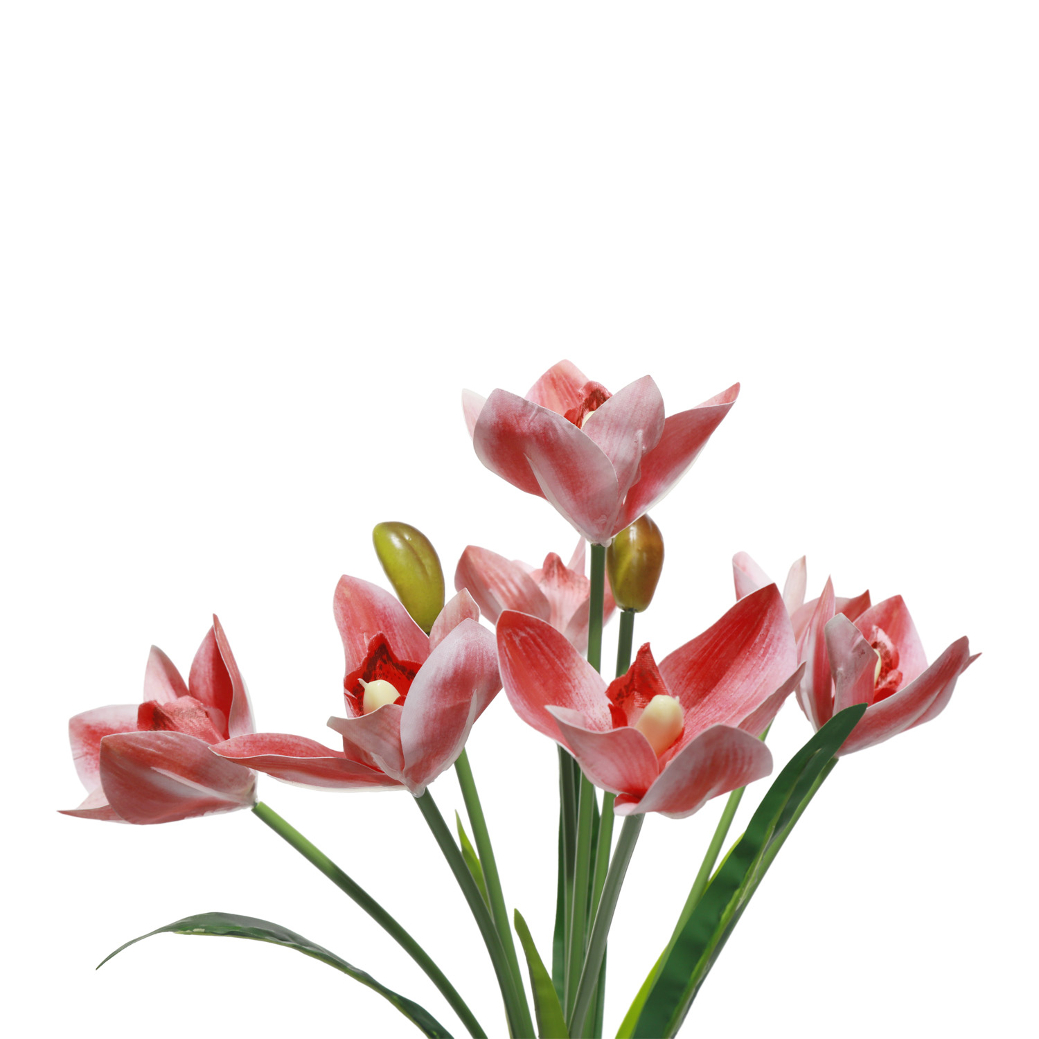 Cymbidium hybridum