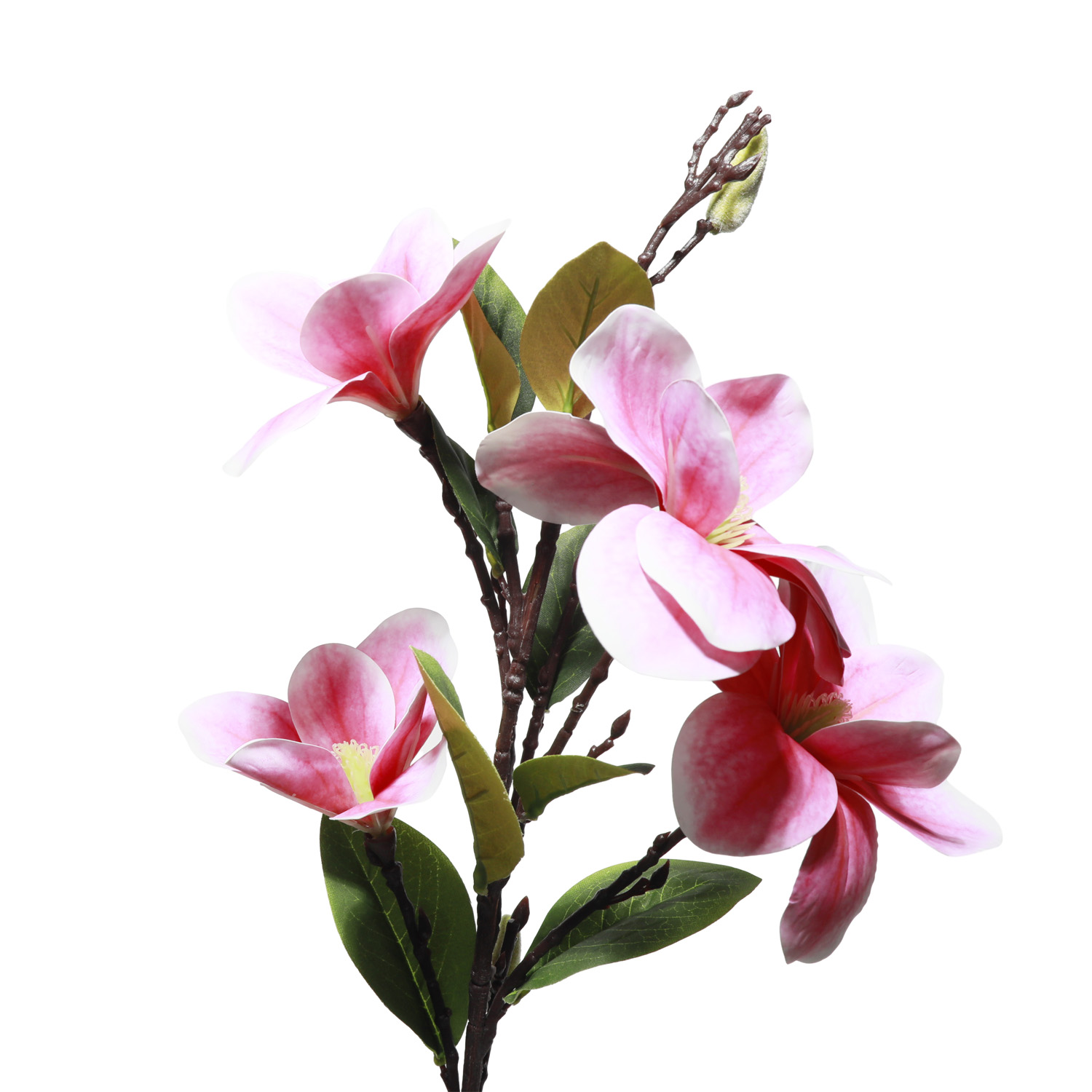 Magnolia flower