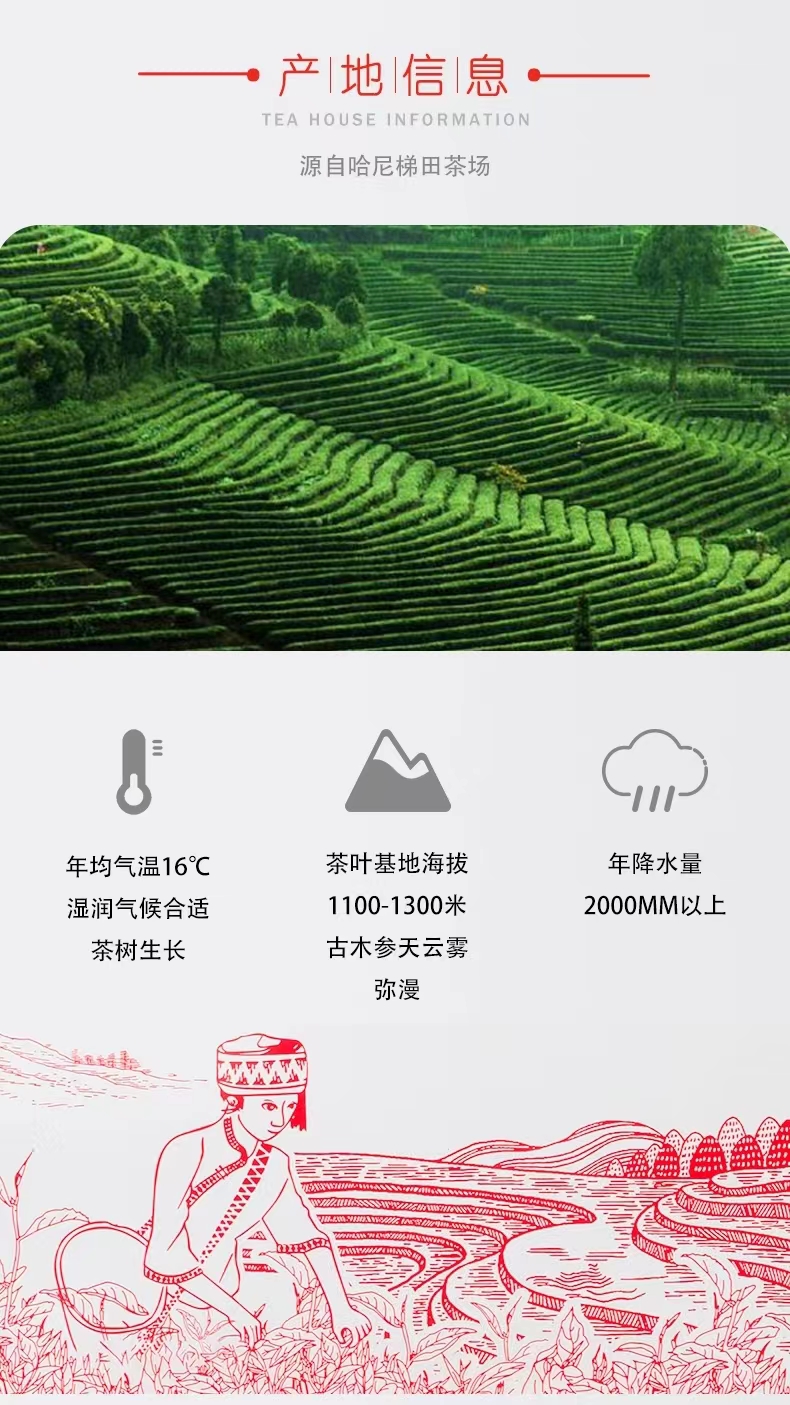 Lüchun County Senquan Tea Factory – green tea 2