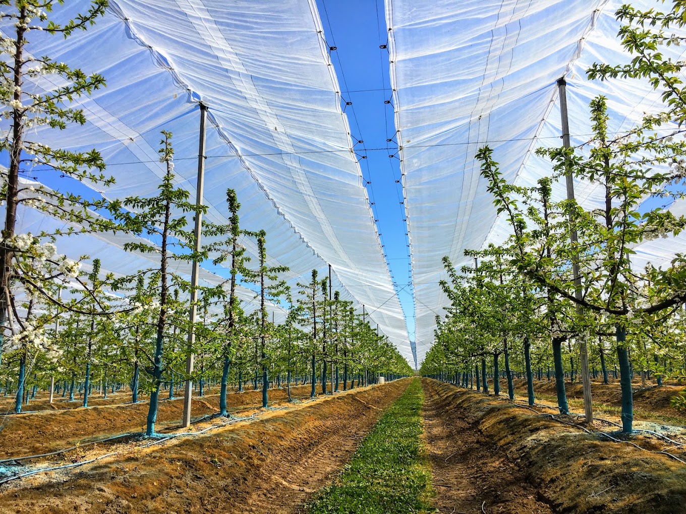 Orchard Cover