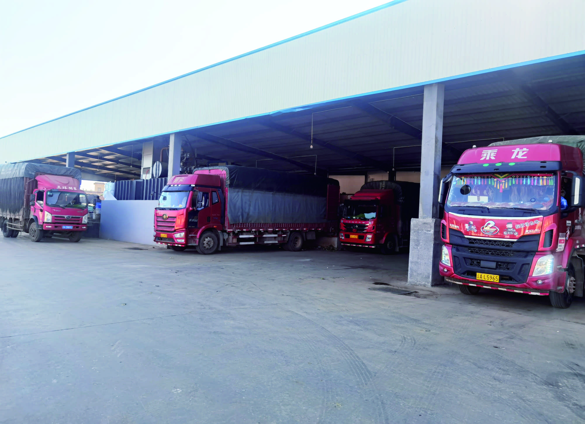 Kunming Qiancun Agriculture Co., Ltd. – fresh cabbage 2