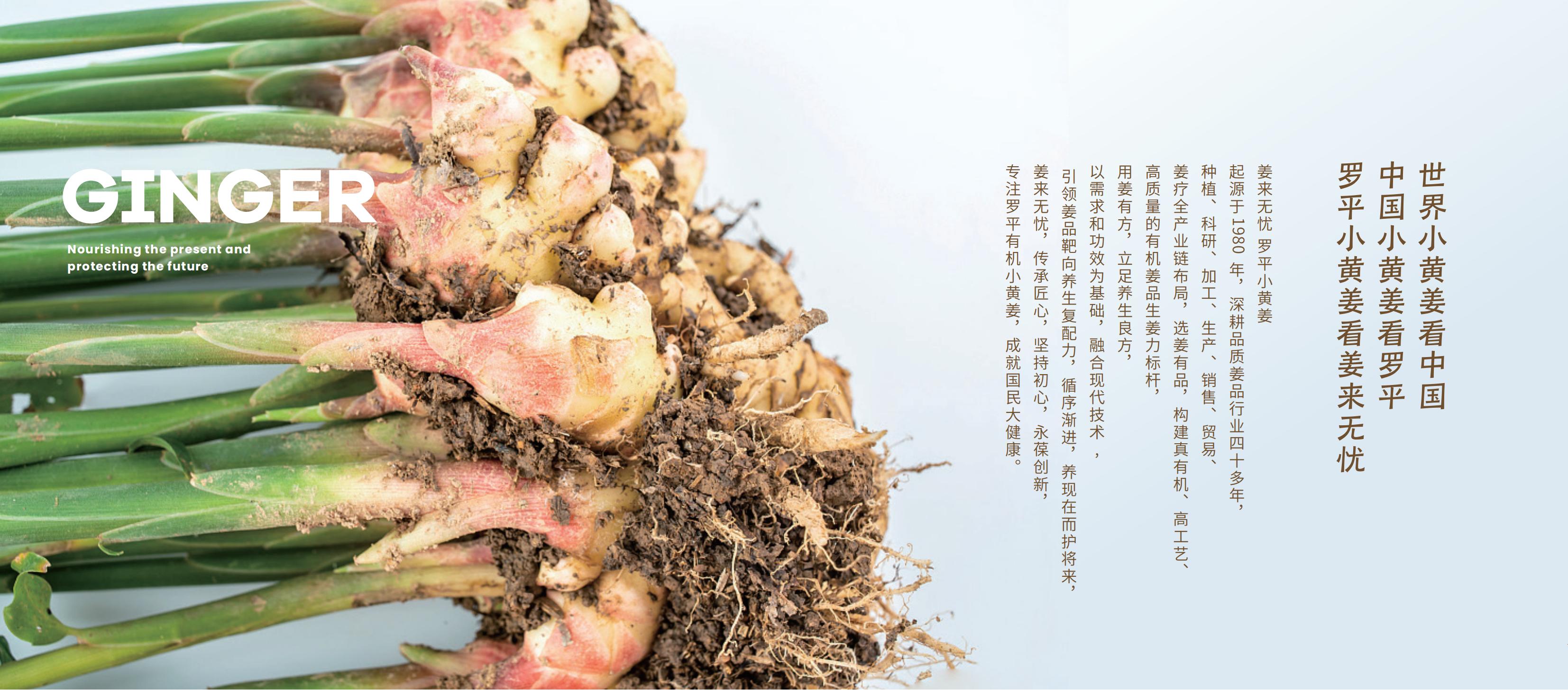 Yunnan Luoping Dingtai Food Development Co., Ltd. – café molido 1