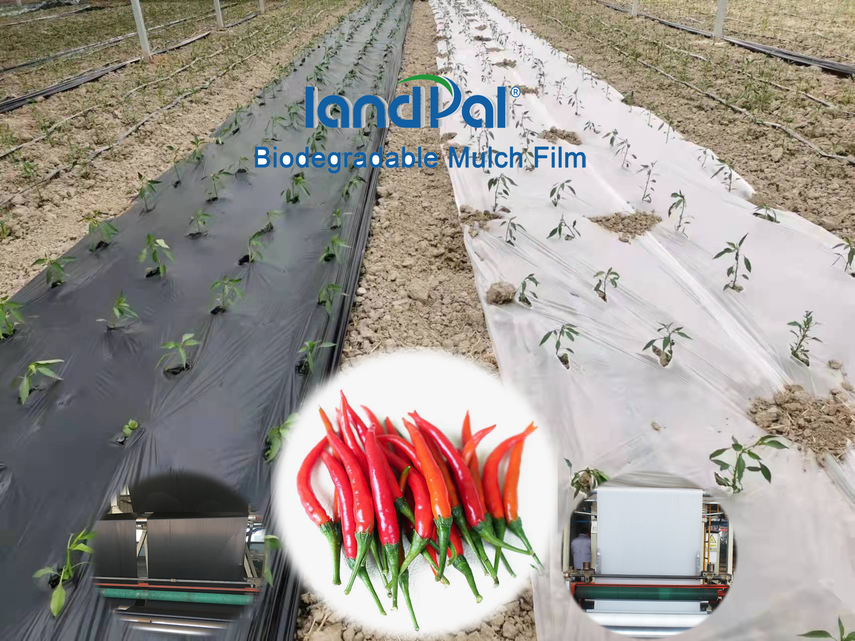 Biodegradable Mulch Film