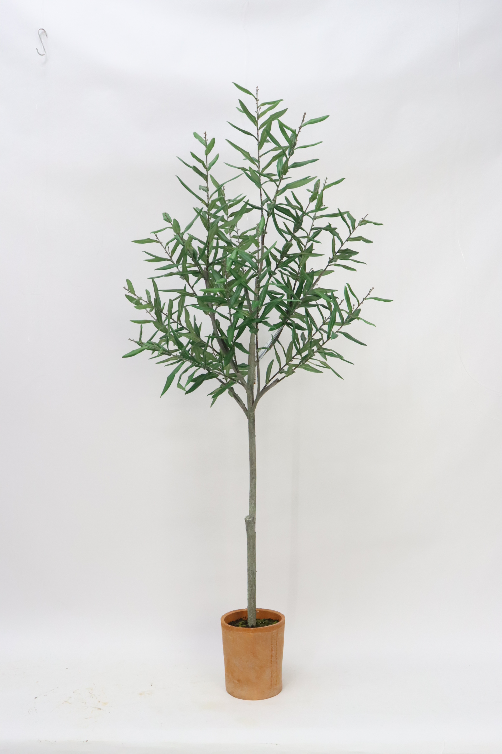 Olvie Tree In Pot