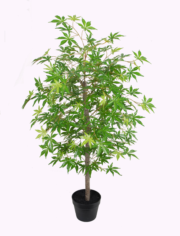 120CM fragrant mountain maple