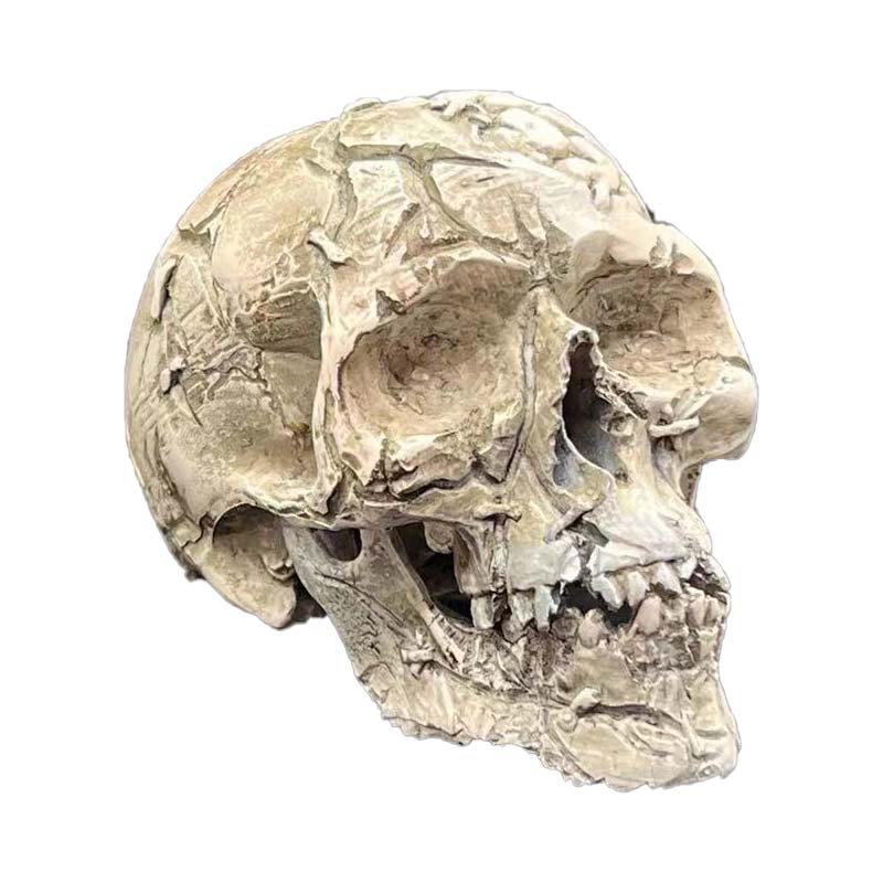 Half Skeleton Skull - 9*5.5*6cm