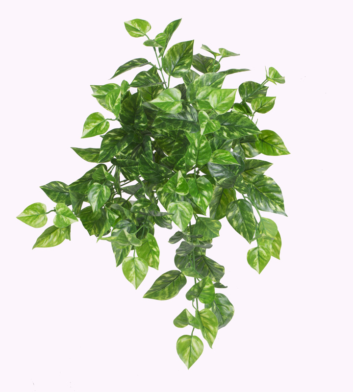 55CM12#golden kudzu