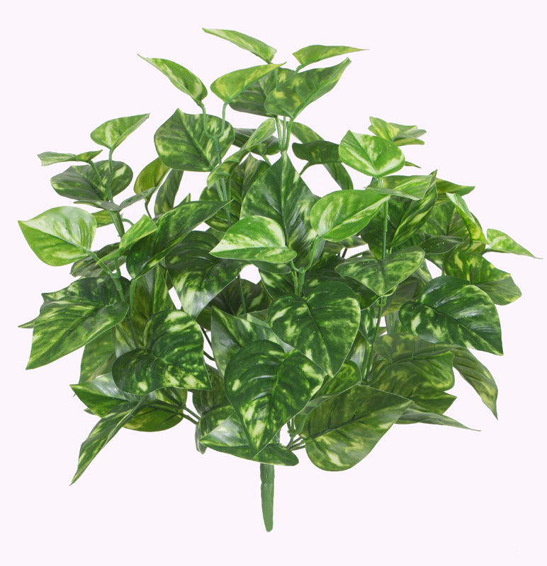 40CM9#golden kudzu