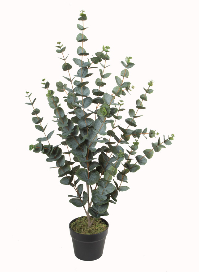 95CM2#Eucalyptus (green)