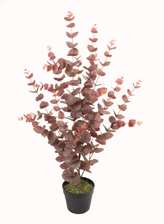 95CM2#Eucalyptus (autumn colors)