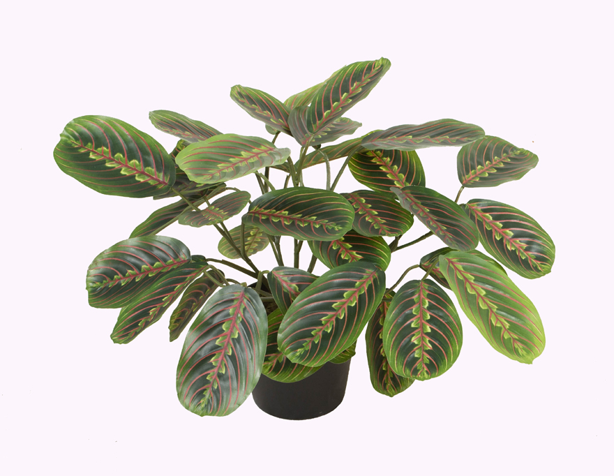 45CMleopard print arrowroot
