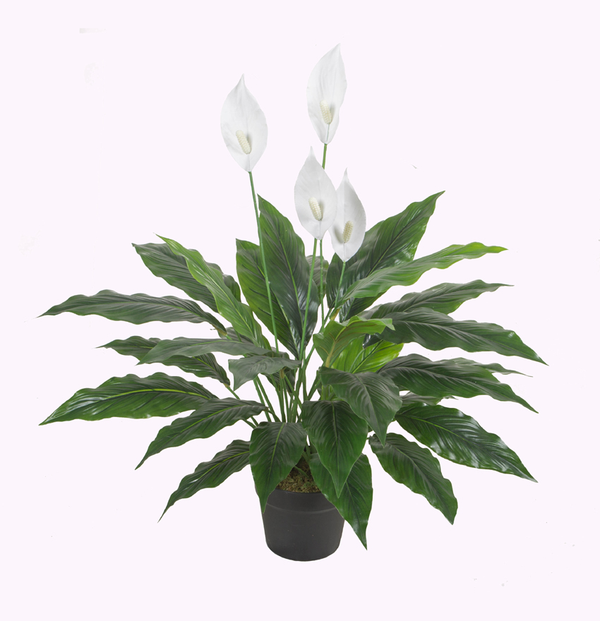 75CM3#white palm