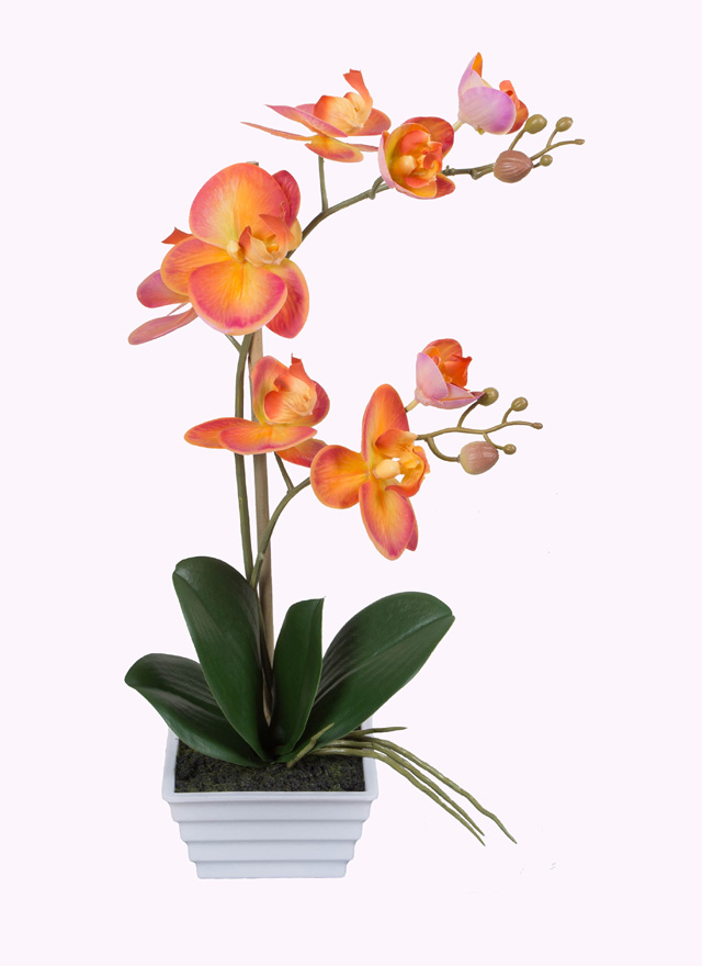 Phalaenopsis bonsai(OR01290)
