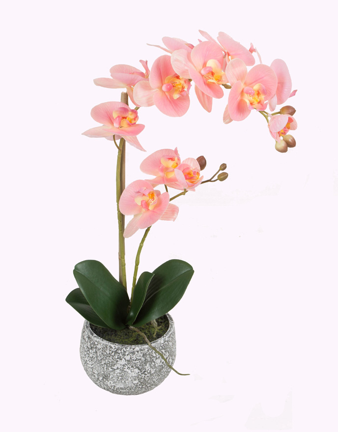 Phalaenopsis bonsai(PK01073)