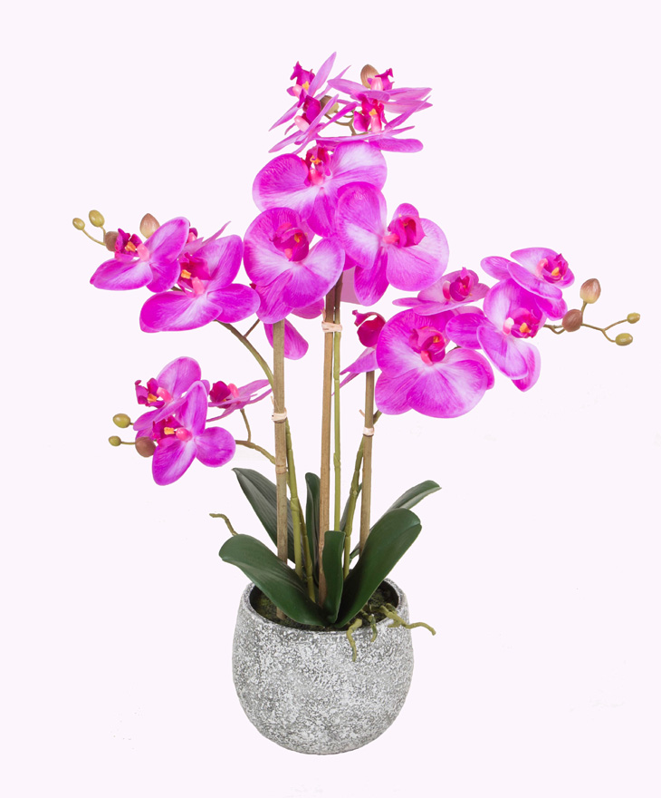 Phalaenopsis bonsai(LA01297)